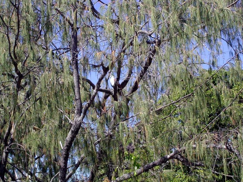 [DOT CD08] Australia Queensland - Magnetic Island - White-bellied Sea Eagle (Haliaeetus leucogaster); DISPLAY FULL IMAGE.