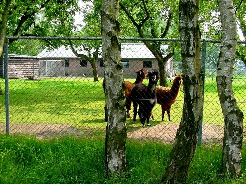 [DOT CD08] Netherlands Driedorp - Llama; DISPLAY FULL IMAGE.