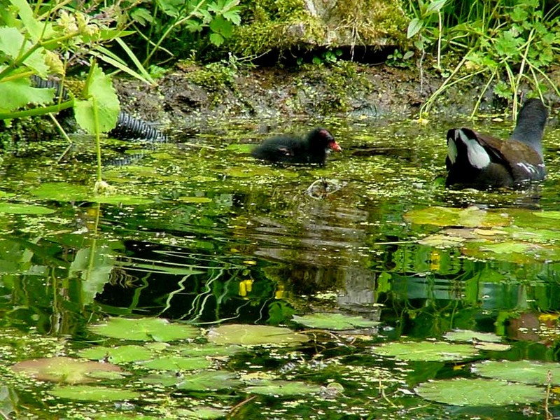 [DOT CD08] Netherlands - Rural Home in Summer - Common Moorhen & chick; DISPLAY FULL IMAGE.