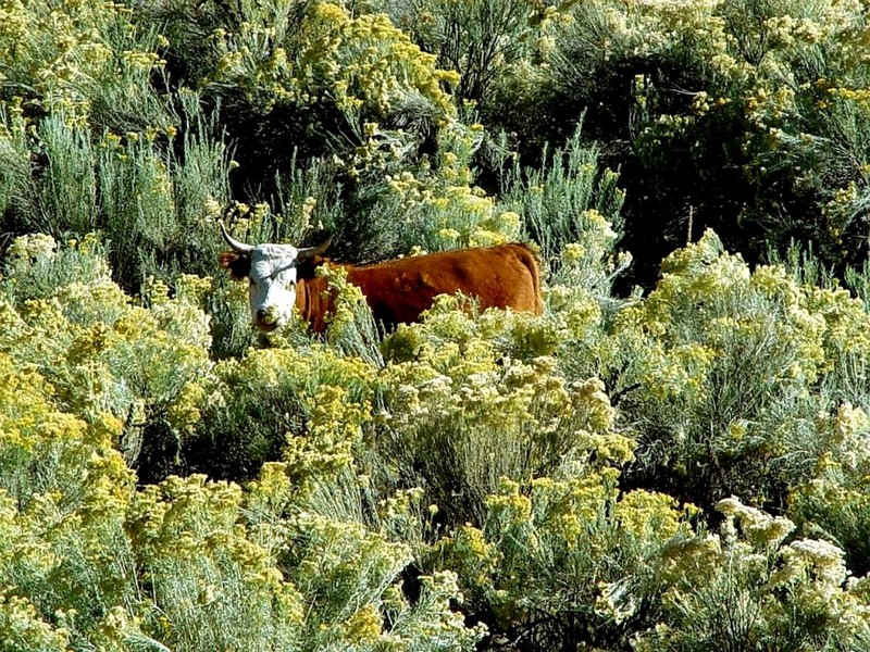 [DOT CD08] New Mexico - Cow; DISPLAY FULL IMAGE.