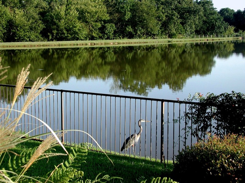 [DOT CD08] Texas - Home near Dallas Outside - Great Blue Heron; DISPLAY FULL IMAGE.