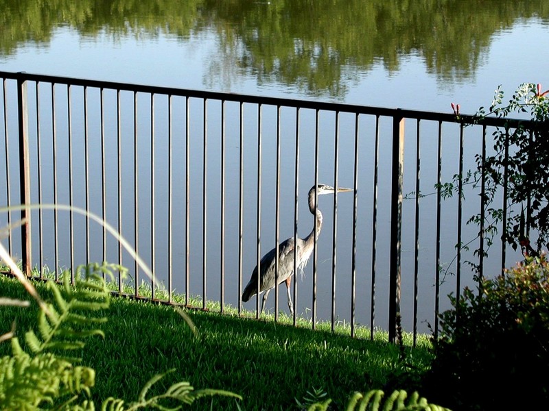 [DOT CD08] Texas - Home near Dallas Outside - Great Blue Heron; DISPLAY FULL IMAGE.