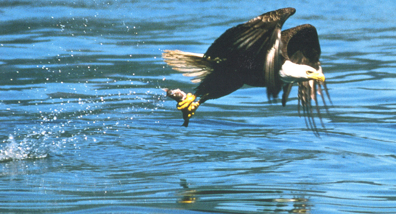 [zFox SWD Animals] Bald Eagle; DISPLAY FULL IMAGE.