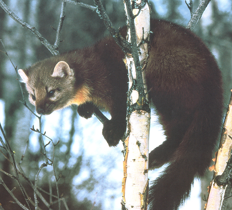 [zFox SWD Animals] Pine Marten; DISPLAY FULL IMAGE.