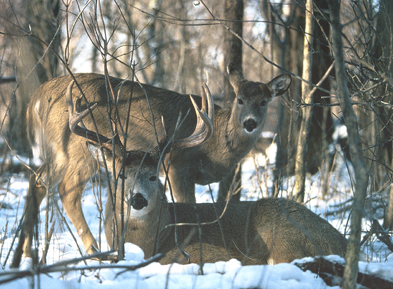 [zFox SWD Animals] Whitetail Dear; DISPLAY FULL IMAGE.