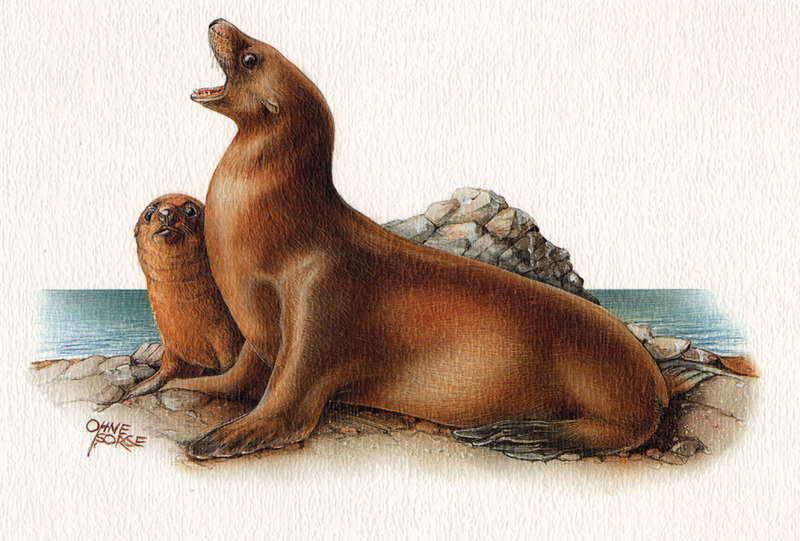 [zFox SWD Animals] California Sea Lion (illust); DISPLAY FULL IMAGE.