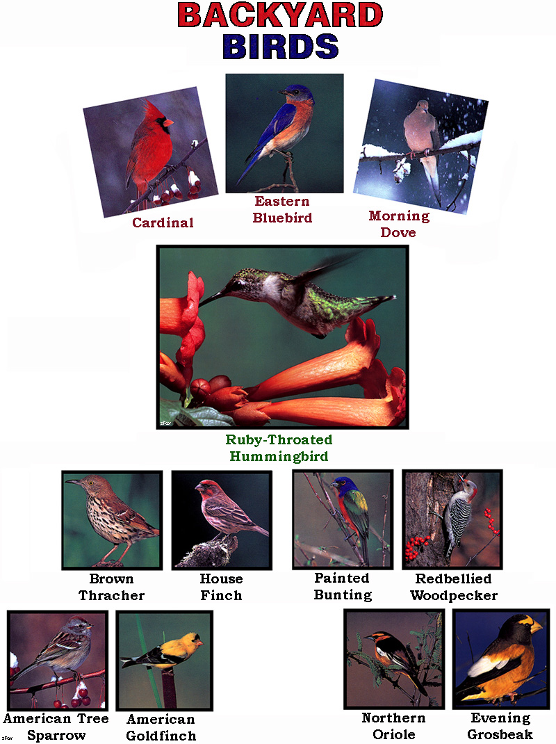 [zFox Bird Series B1] Backyard Birds - Index; DISPLAY FULL IMAGE.