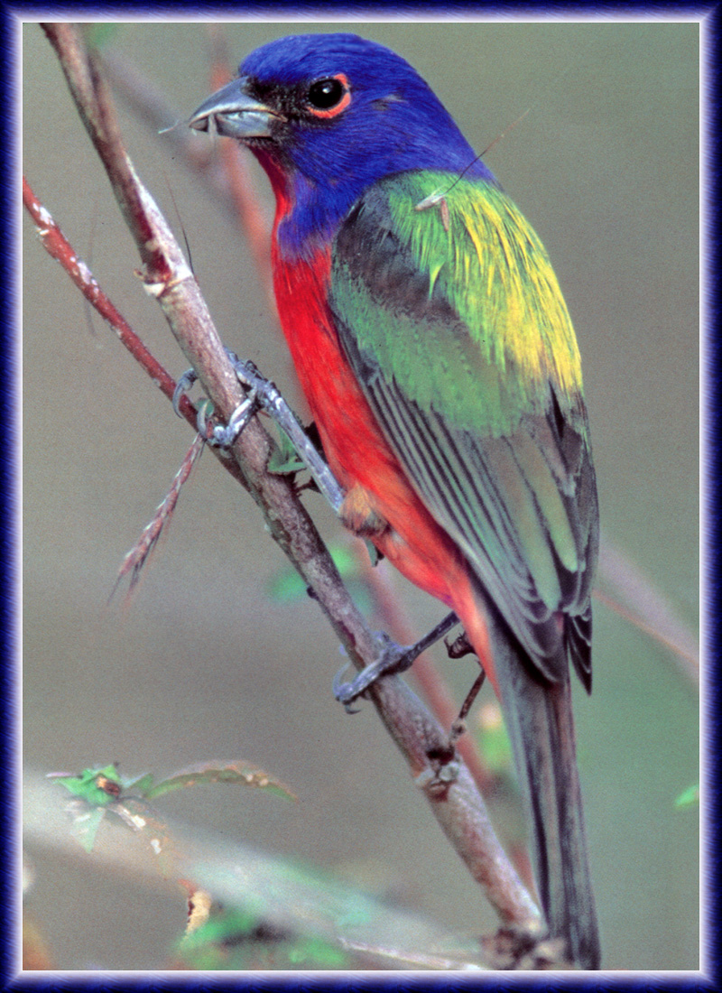 [zFox Bird Series B1] Backyard Birds - Painted Bunting; DISPLAY FULL IMAGE.