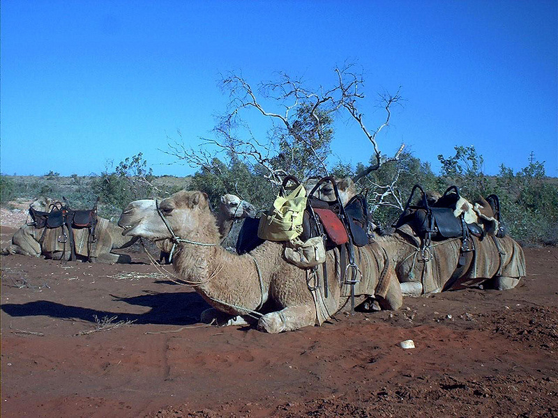 [DOT CD09] Western Australia, Cape Range - Camels; DISPLAY FULL IMAGE.
