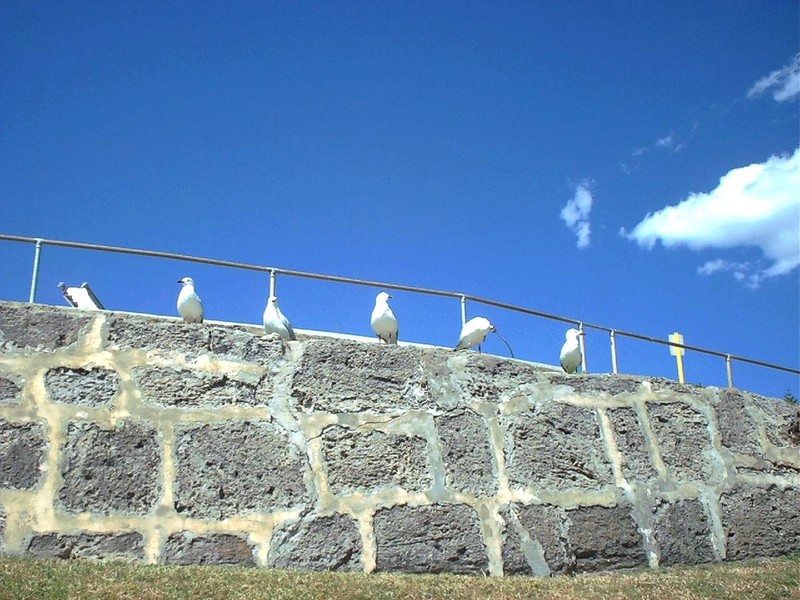 [DOT CD09] Western Australia, Perth Cottesloe Beach - Gulls; DISPLAY FULL IMAGE.