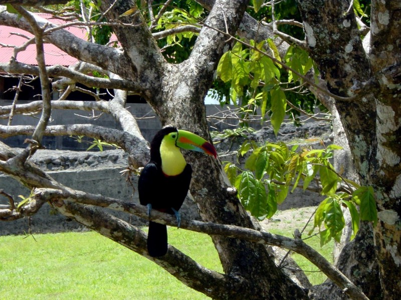[DOT CD09] Costa Rica, Countryside - Keel-billed Toucan; DISPLAY FULL IMAGE.