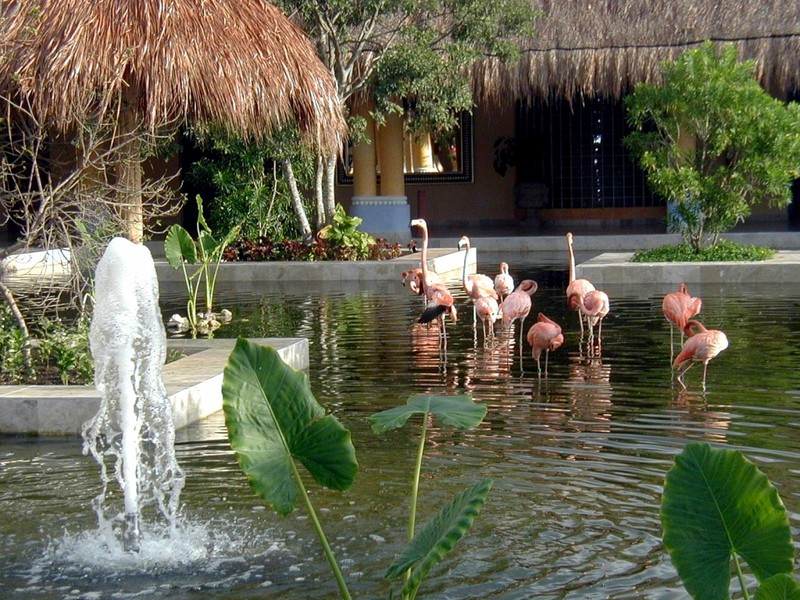 [DOT CD09] Mexico Iberostar Resorts - Flamingo; DISPLAY FULL IMAGE.