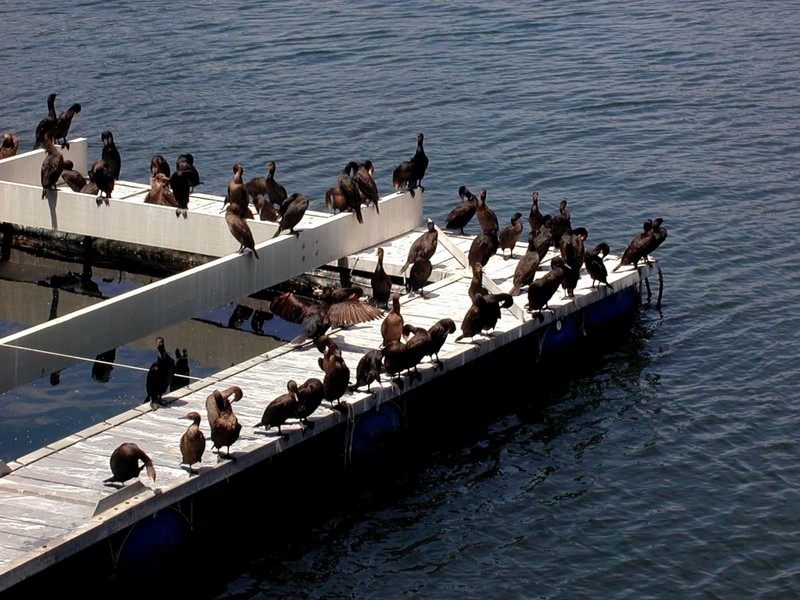 [DOT CD09] South Africa - Cape Cormorants; DISPLAY FULL IMAGE.