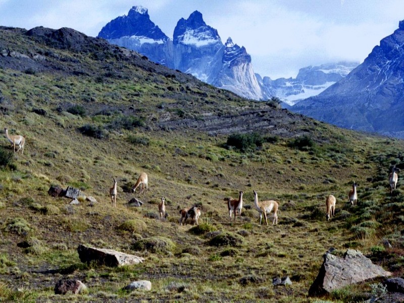 [DOT CD10] Chile Torres del Paine National Park - Guanaco; DISPLAY FULL IMAGE.