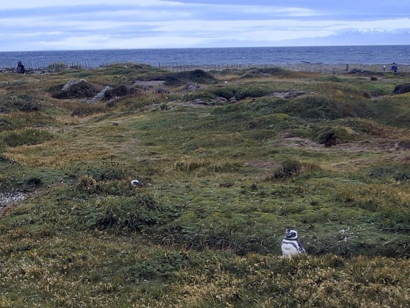 [DOT CD10] Chile Torres del Paine National Park - Magellanic Penguin; DISPLAY FULL IMAGE.