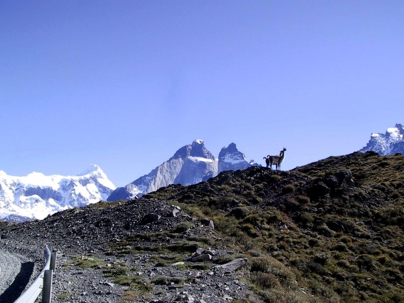 [DOT CD10] Chile Torres del Paine National Park - Guanaco; DISPLAY FULL IMAGE.