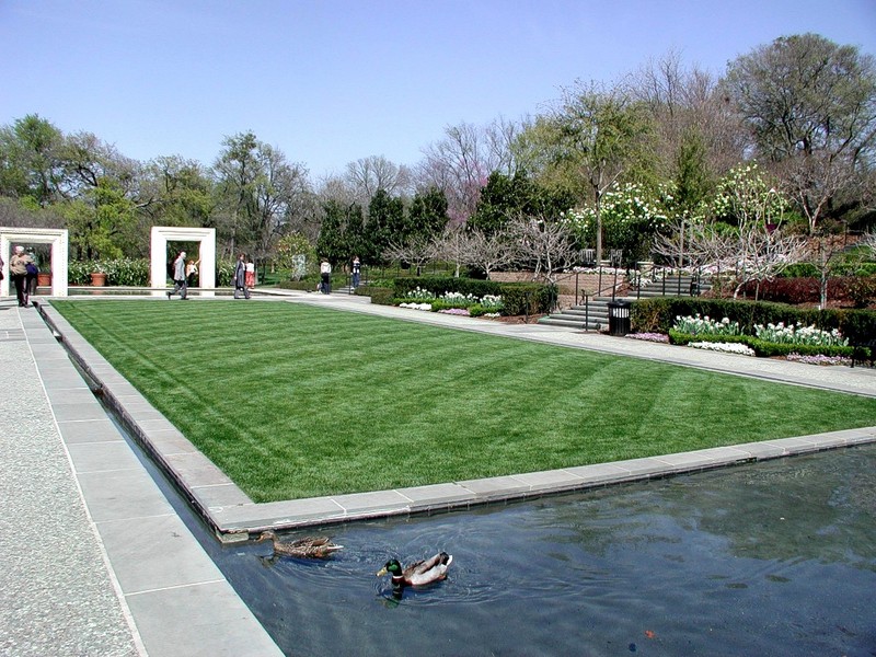 [DOT CD10] Texas Dallas Arboretum Spring - Mallard Ducks; DISPLAY FULL IMAGE.