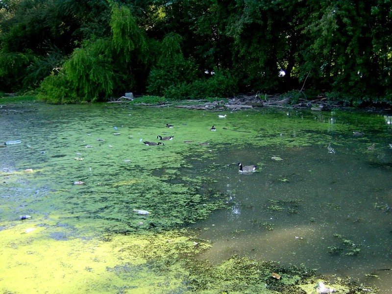 [DOT CD11] Pennsylvania Philadelphia - Canada Geese; DISPLAY FULL IMAGE.