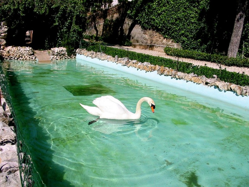 [DOT CD11] Portugal Abrantes - Mute Swan; DISPLAY FULL IMAGE.