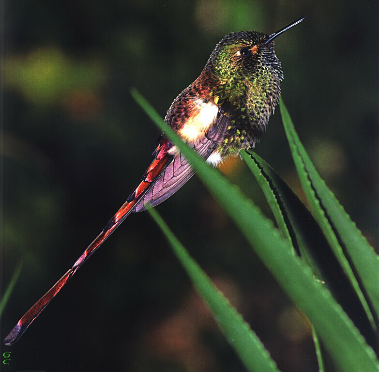 [GrayCreek Hummingbirds] Red-tailed Comet (Sappho sparganura); DISPLAY FULL IMAGE.