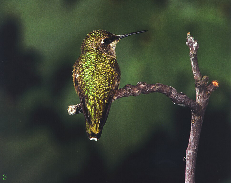 [GrayCreek Hummingbirds] Ruby-throated Hummingbird (Archilochus colubris); DISPLAY FULL IMAGE.