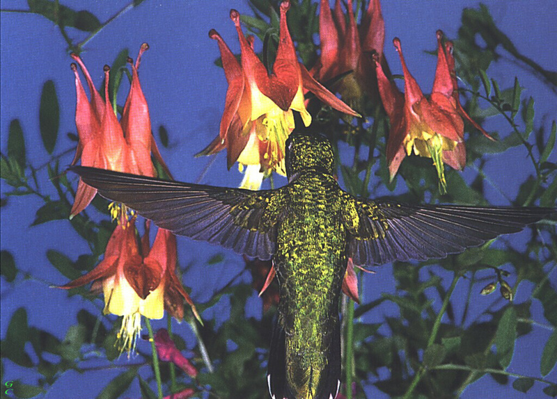 [GrayCreek Hummingbirds] Ruby-throated Hummingbird (Archilochus colubris); DISPLAY FULL IMAGE.