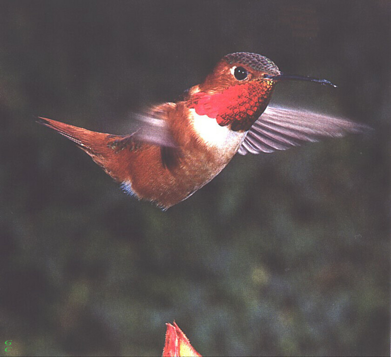 [GrayCreek Hummingbirds] Allen's Hummingbird (Selasphorus sasin); DISPLAY FULL IMAGE.