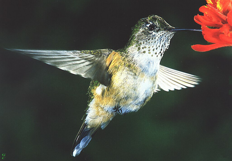 [GrayCreek Hummingbirds] broad-tailed hummingbird (Selasphorus platycercus) female; DISPLAY FULL IMAGE.