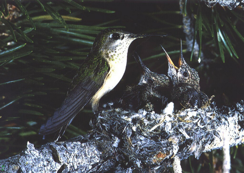 [GrayCreek Hummingbirds] Calliope Hummingbird female (Stellula calliope); DISPLAY FULL IMAGE.