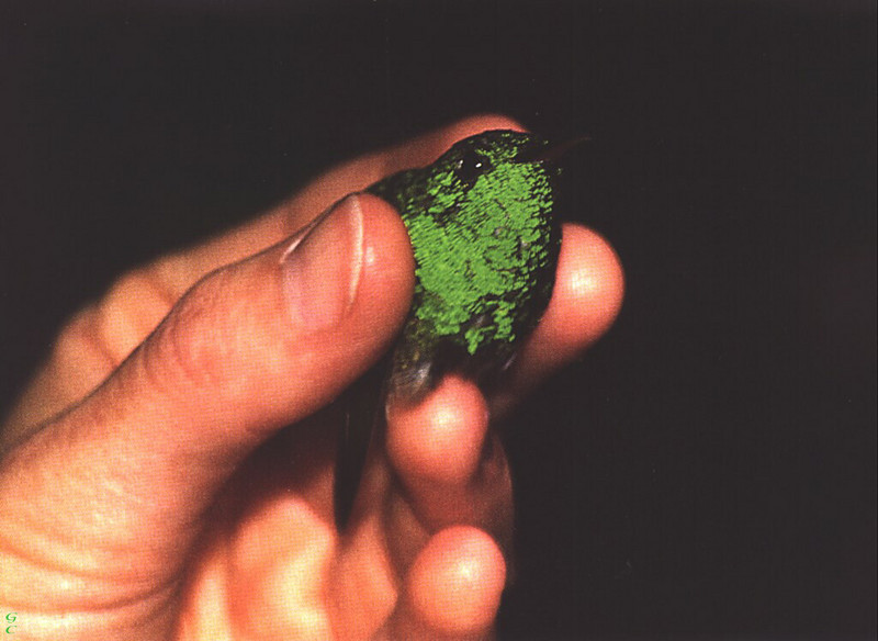 [GrayCreek Hummingbirds] Berylline Hummingbird male (Amazilia beryllina); DISPLAY FULL IMAGE.