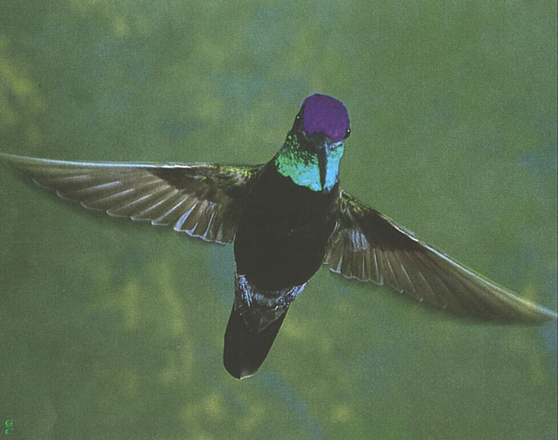 [GrayCreek Hummingbirds] Magnificent Hummingbird male (Eugenes fulgens); DISPLAY FULL IMAGE.