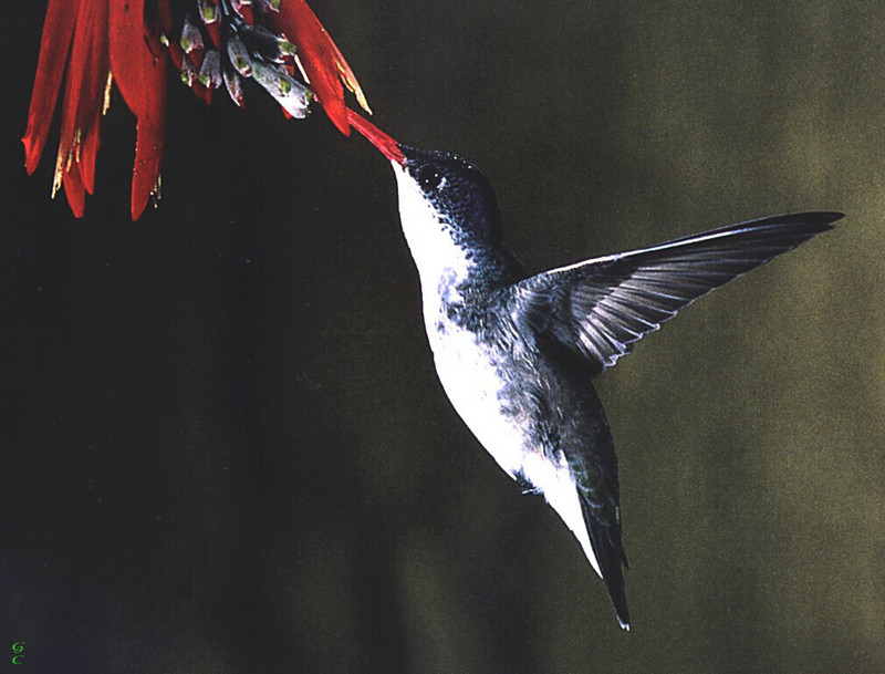 [GrayCreek Hummingbirds] Violet-crowned Hummingbird (Amazilia violiceps); DISPLAY FULL IMAGE.
