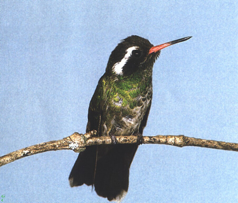 [GrayCreek Hummingbirds] White-eared Hummingbird female (Hylocharis leucotis); DISPLAY FULL IMAGE.