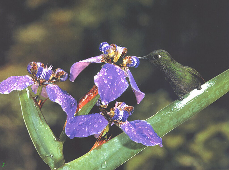 [GrayCreek Hummingbirds] Brazilian Ruby (Clytolaema rubricauda); DISPLAY FULL IMAGE.