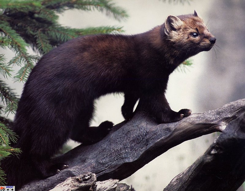 [GrayCreek Scan - North American Wildlife] Amrican Marten; DISPLAY FULL IMAGE.