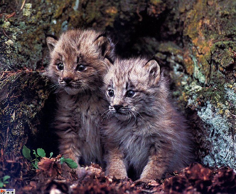 [GrayCreek Scan - North American Wildlife] Canadian Lynx Kittens; DISPLAY FULL IMAGE.