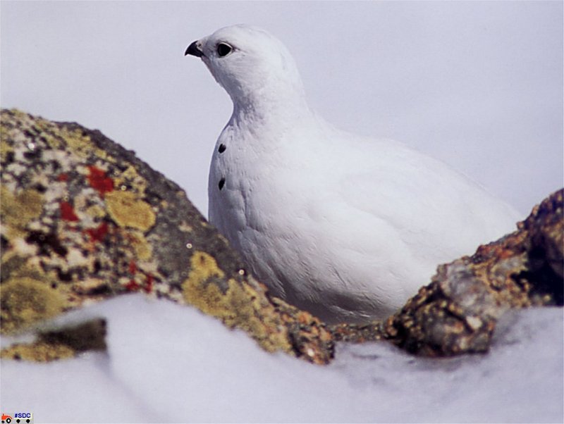 [GrayCreek Scan - North American Wildlife] White-tailed Ptarmigan; DISPLAY FULL IMAGE.