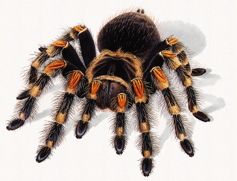 [zFox SDC Illustrations IS09] Biruta Akerberge Hansen - Tarantula; DISPLAY FULL IMAGE.