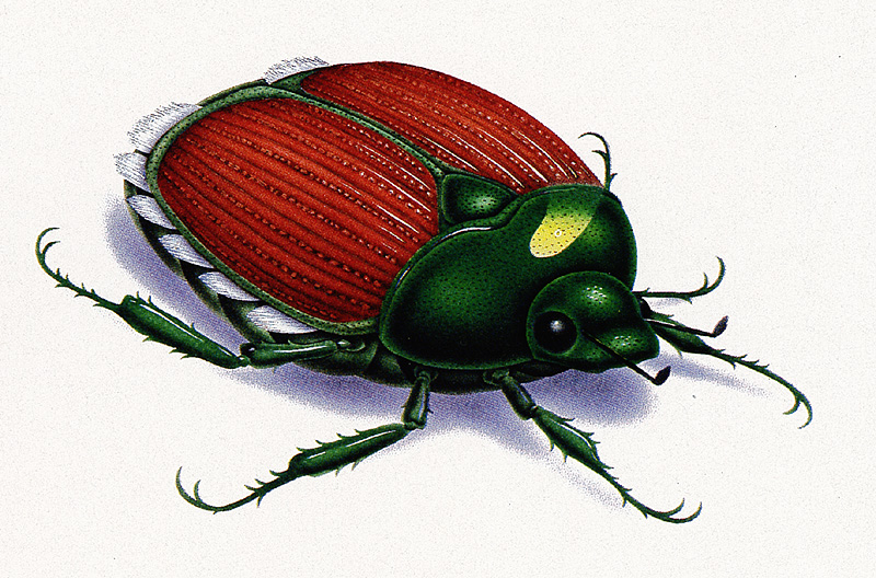 [zFox SDC Illustrations IS09] Tony Nixon - Beetle; DISPLAY FULL IMAGE.
