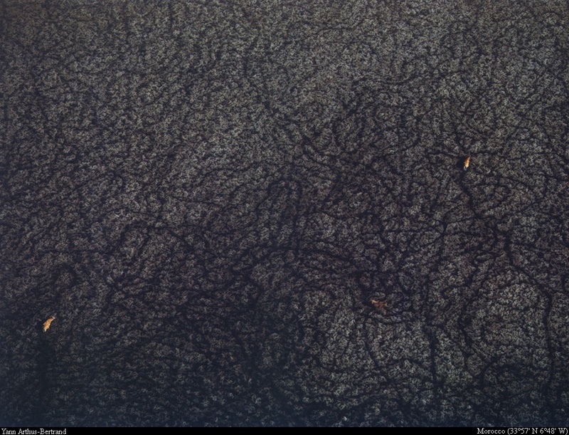 [B14 SLR: Yann Arthus-Bertrand] Cows in a boggy river in the region of Rabat; DISPLAY FULL IMAGE.