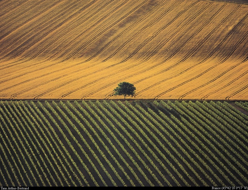[B14 SLR: Yann Arthus-Bertrand] Farming landscape near Cognac; DISPLAY FULL IMAGE.