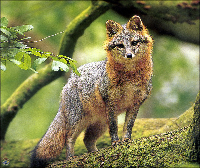 [Lotus Visions SWD] Gray Fox, Georgia, USA; DISPLAY FULL IMAGE.