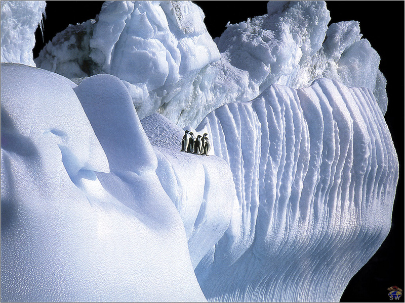 [Lotus Visions SWD] Adelie Penguins, Antarctica; DISPLAY FULL IMAGE.