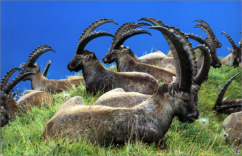 [Lotus Visions SWD] Alpine Ibex, Interlaken Alps, Switzerland; DISPLAY FULL IMAGE.