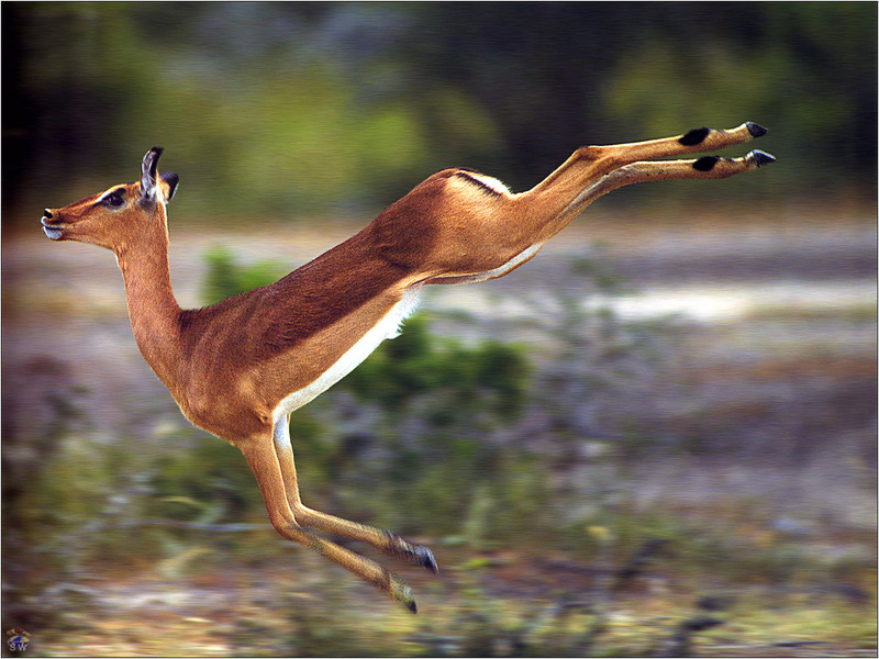 [Lotus Visions SWD] Impala, Ewe, South Africa; DISPLAY FULL IMAGE.