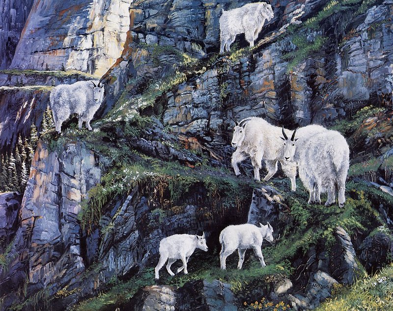 [Danielle scan] A Mountain Alphabet by Andrew Kiss - Zz - Rocky Mountain goat (Oreamnos americanus); DISPLAY FULL IMAGE.