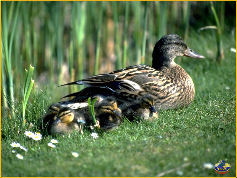 [Sharper SWD Visions] Duck & Ducklings; DISPLAY FULL IMAGE.