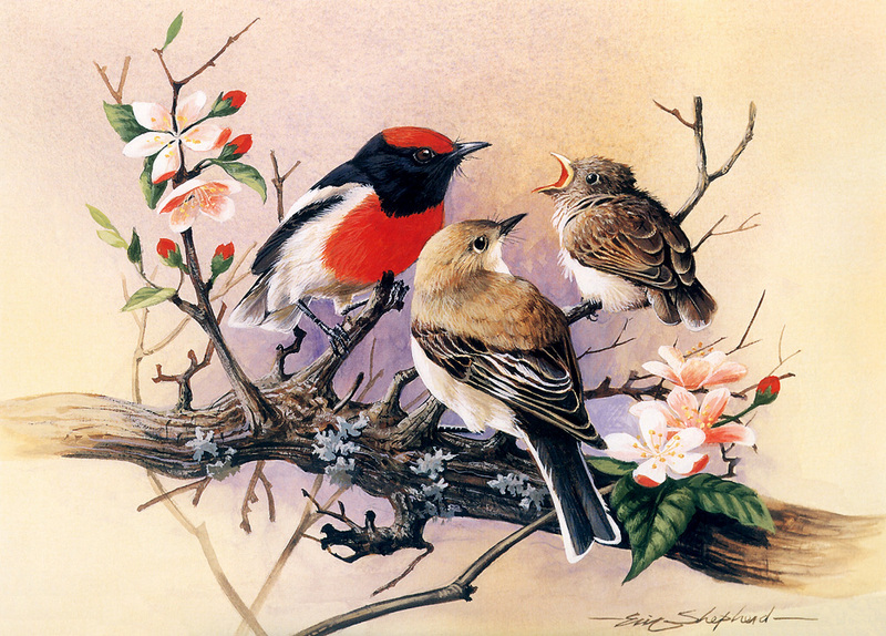 [Flowerchild scan] Eric Shepherd - 2002 Australian Birds Calendar - Red-capped Robin; DISPLAY FULL IMAGE.