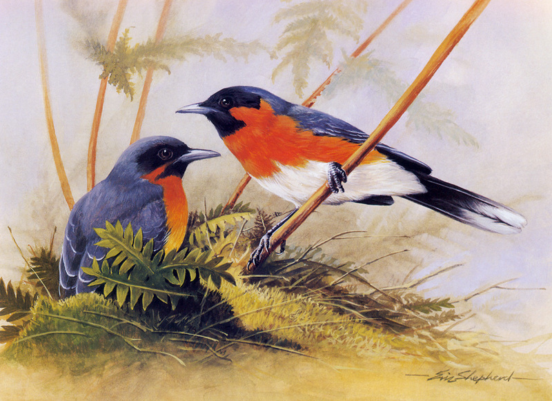 [Flowerchild scan] Eric Shepherd - 2002 Australian Birds Calendar - Spectacled Monarch (Monarcha trivirgatus); DISPLAY FULL IMAGE.