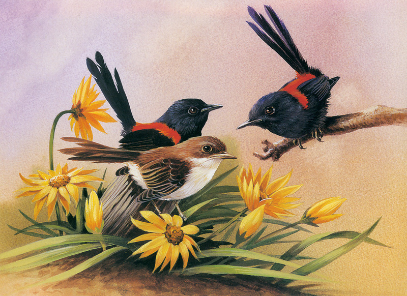 [Flowerchild scan] Eric Shepherd - 2002 Australian Birds Calendar - Red-backed Wren; DISPLAY FULL IMAGE.